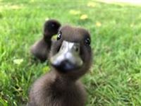 Duckling Day @ Genesee Country Village & Museum
